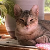 Milwaukee Record Cat Of The Week: Princess — Fox Point Business news